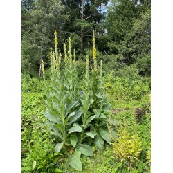 Verbascum densiflorum
