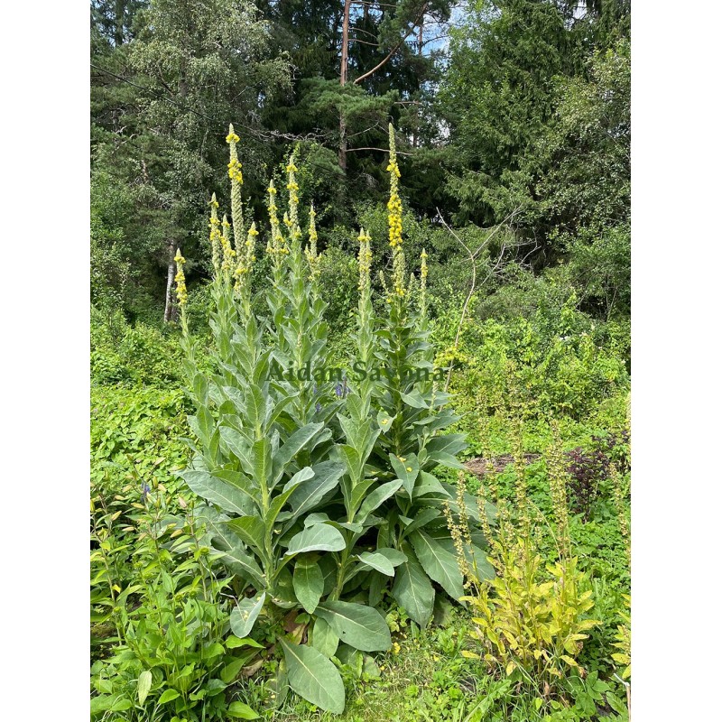 Verbascum densiflorum Verbascum densiflorum
