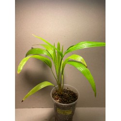 Livistona benthamii 'Golden'