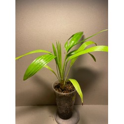 Livistona benthamii 'Golden'
