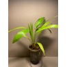 Livistona benthamii 'Golden'
