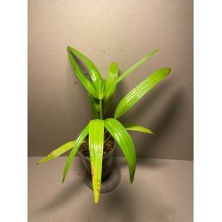 Livistona benthamii 'Golden'