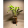 Livistona benthamii 'Golden'