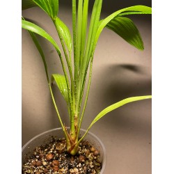 Livistona benthamii 'Golden'