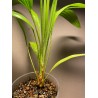 Livistona benthamii 'Golden'