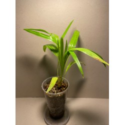 Livistona benthamii 'Golden'