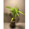 Livistona benthamii 'Golden'