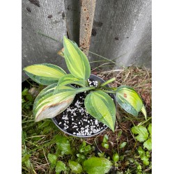 Hosta 'Catherine'