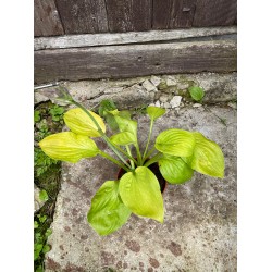 Hosta 'Ki-renjyaku'