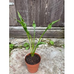 Hosta 'Praying Hands'