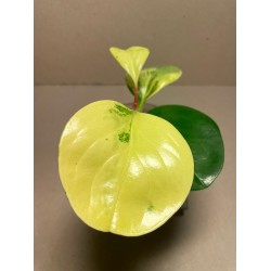 Peperomia obtusifolia marble