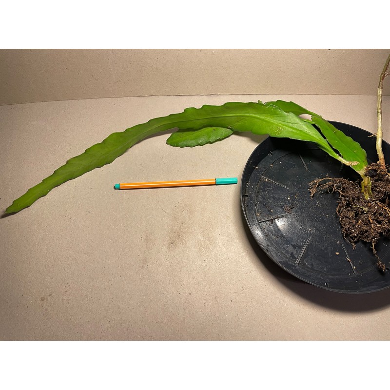 Epiphyllum cv. 'Fruhlingsgold'