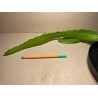 Epiphyllum cv. 'Fruhlingsgold'