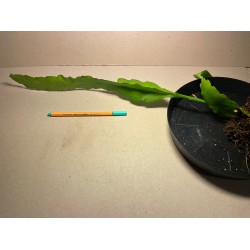 Epiphyllum cv. 'Fruhlingsgold'
