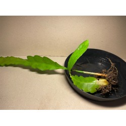 Epiphyllum cv. 'Fruhlingsgold'