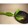 Epiphyllum cv. 'Fruhlingsgold'
