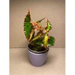 Begonia amphioxus
