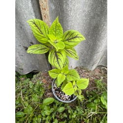 Coleus 'Copinto Caipirinha'