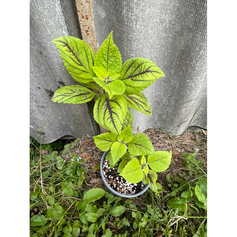 Coleus 'Copinto Caipirinha' Coleus 'Copinto Caipirinha'