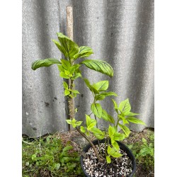 Coleus 'Copinto Caipirinha'