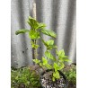 Coleus 'Copinto Caipirinha'