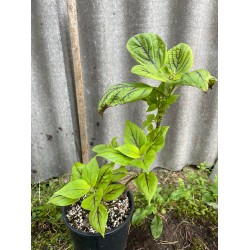 Coleus 'Copinto Caipirinha'