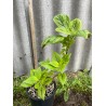 Coleus 'Copinto Caipirinha'