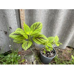 Coleus 'Copinto Caipirinha'