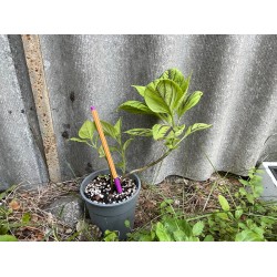 Coleus 'Copinto Caipirinha'