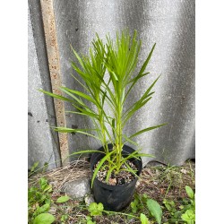 Liatris spicata