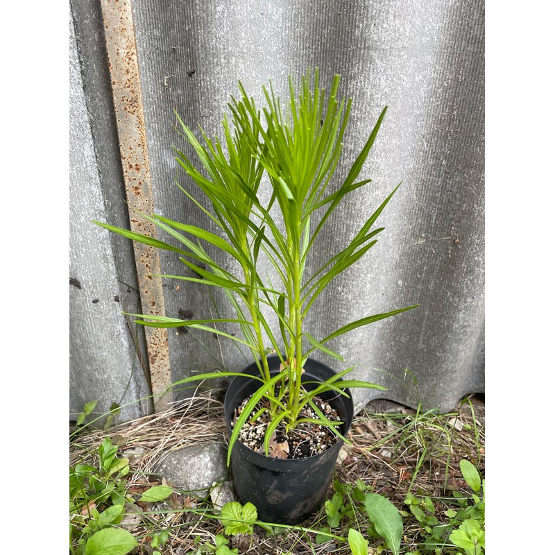 Liatris spicata Liatris spicata