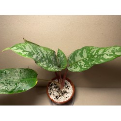 Apoballis acuminatissima