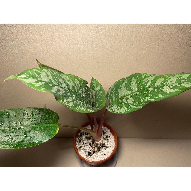 Apoballis acuminatissima Apoballis acuminatissima
