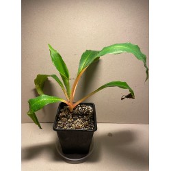 Chlorophytum orchidastrum. Houseplants. Plant Shop.