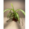 Chlorophytum comosum
