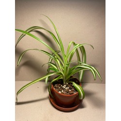 Chlorophytum comosum