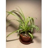 Chlorophytum comosum