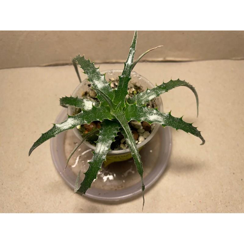 Hechtia sp. Hechtia sp.