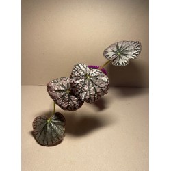 Begonia 'Silver Dollar'