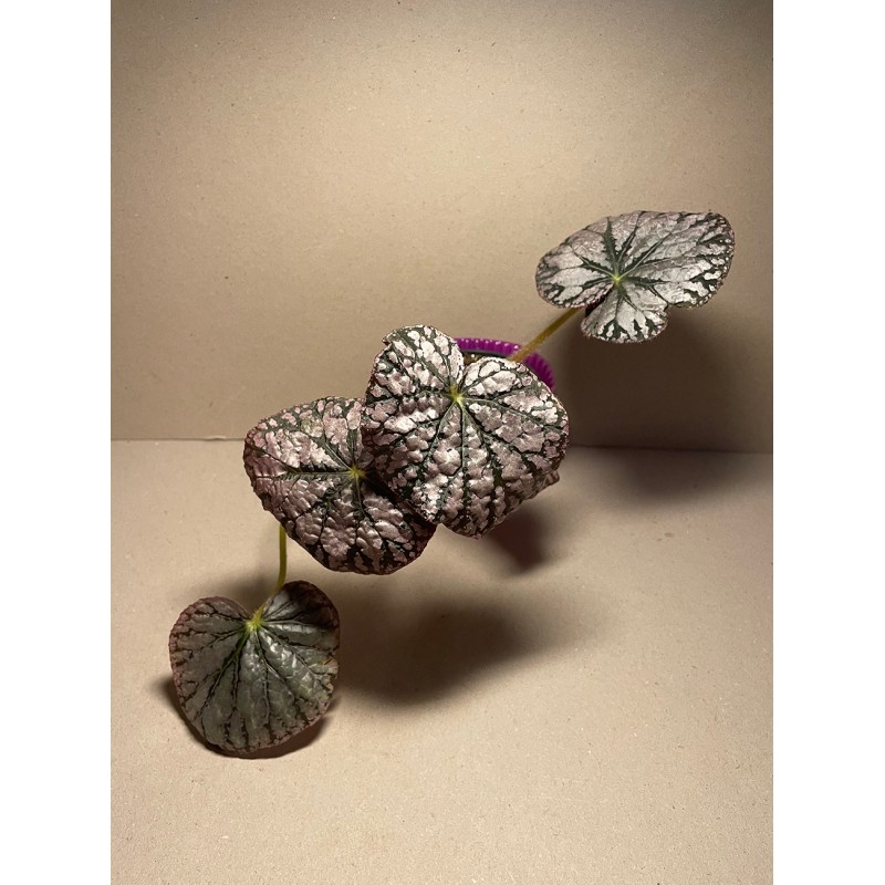 Begonia 'Silver Dollar' Begonia 'Silver Dollar'