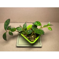 Aeschynanthus longicaulis. Houseplants. Plant Shop.