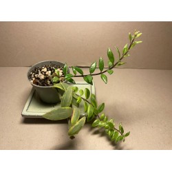 Aeschynanthus speciosus 'Bolero Bicolore'. Houseplants. Plant Shop.