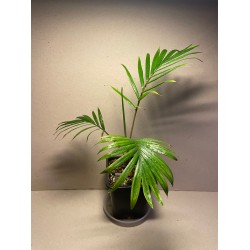 Chrysalidocarpus leptocheilos. Palmid. Taimepood.