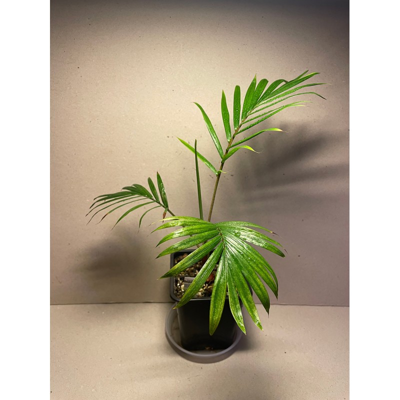 Chrysalidocarpus leptocheilos. Palmid. Taimepood. Chrysalidocarpus leptocheilos. Palmid. Taimepood.