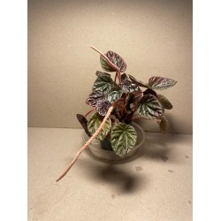 Peperomia caperata