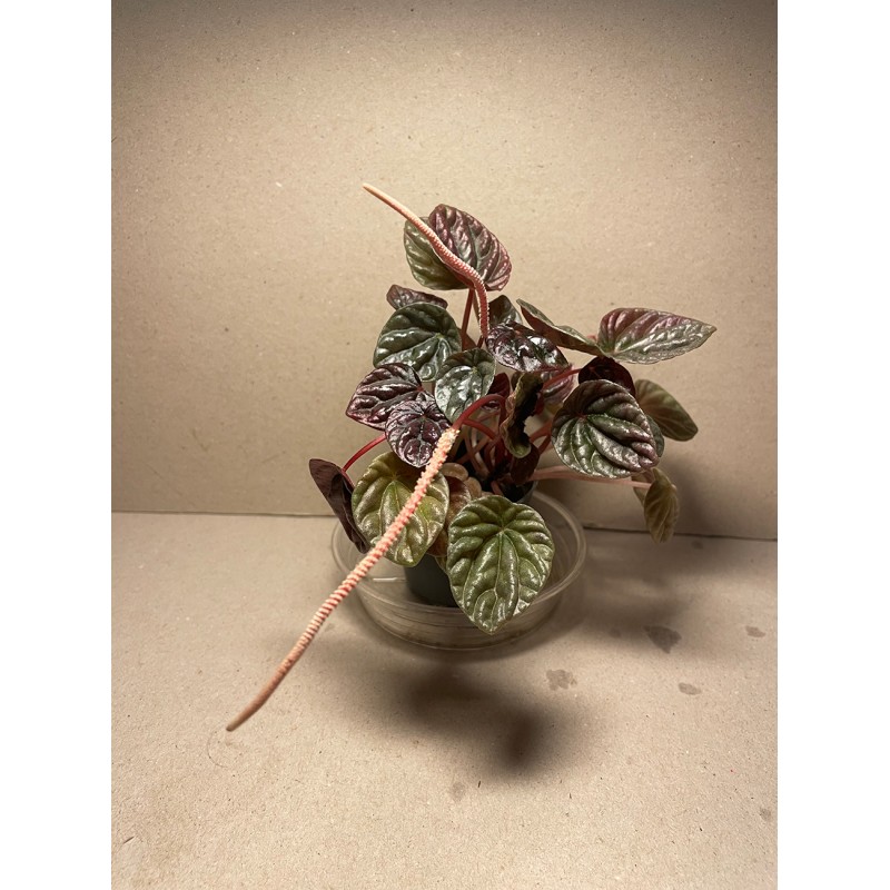 Peperomia caperata Peperomia caperata