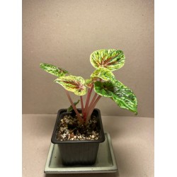 Peperomia caperata 'Buenos Aires'. Houseplants. Plant Shop.