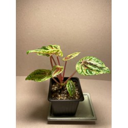 Peperomia caperata 'Buenos Aires'. Houseplants. Plant Shop.