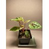 Peperomia caperata 'Buenos Aires'. Houseplants. Plant Shop.