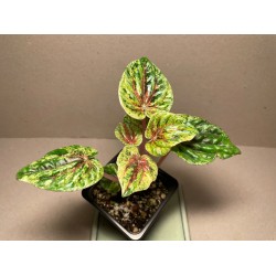Peperomia caperata 'Buenos Aires'. Houseplants. Plant Shop.